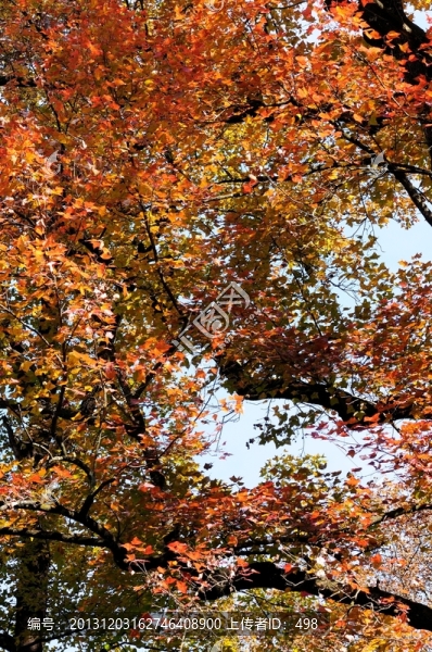 楓樹,,紅楓