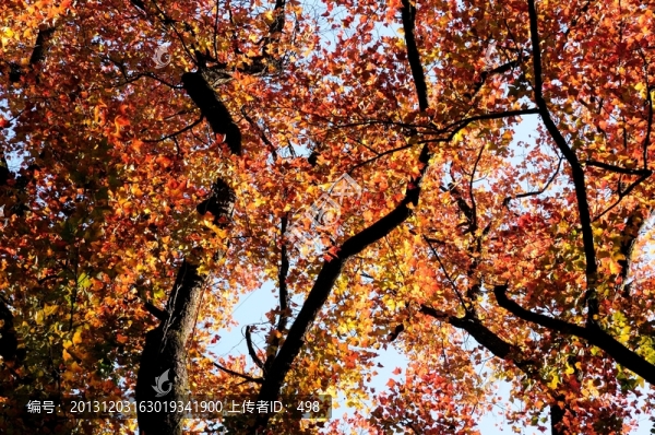 楓樹,,紅楓