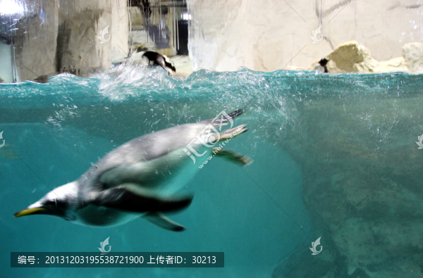 企鵝