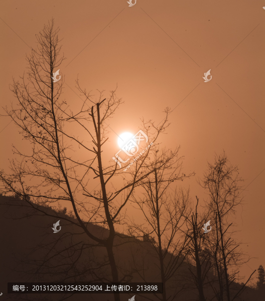 日出,樹