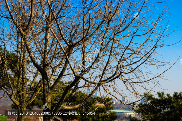 樹枝,枯枝TIF高清