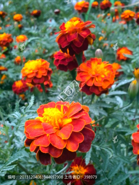 萬(wàn)壽菊