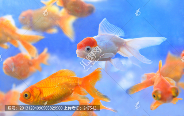 游泳的金魚