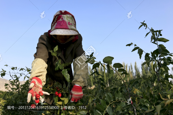 摘紅棗