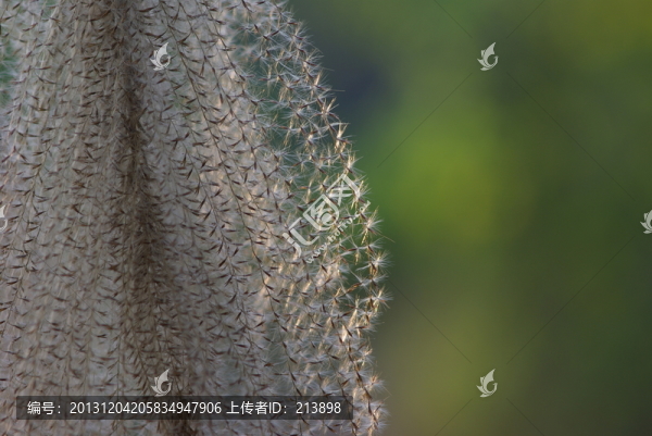 花草