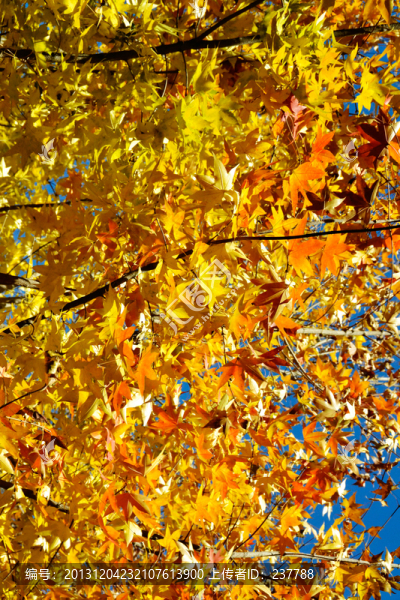 香山紅葉