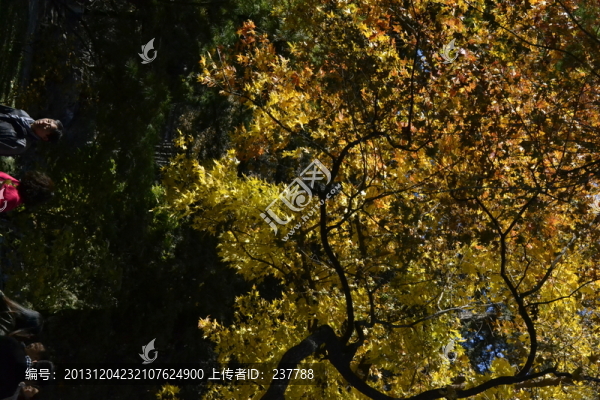 香山紅葉