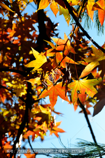 香山紅葉
