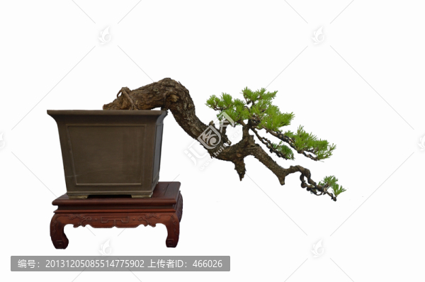 盆景