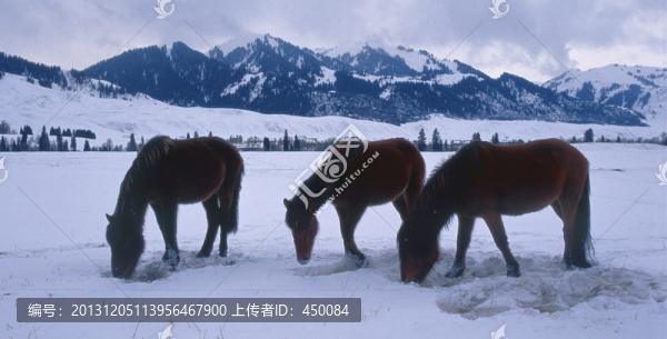 冬季牧場,放馬天山,天山風光