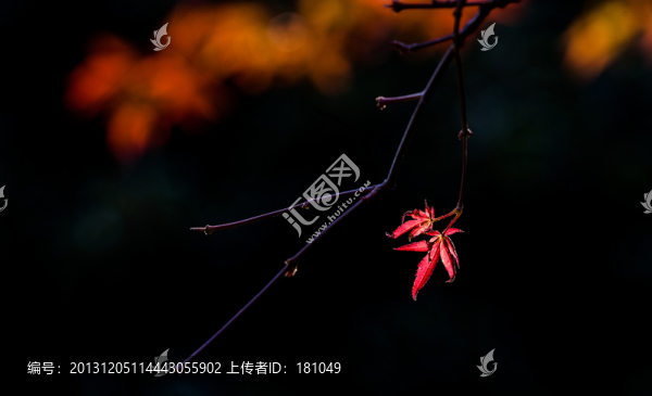 秋葉