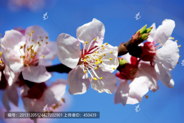 櫻花