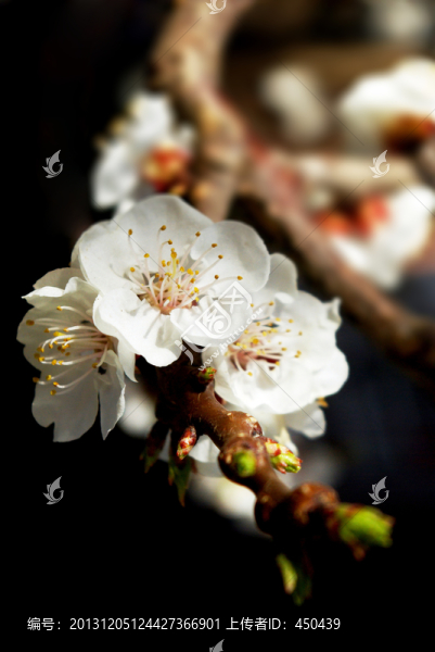 櫻花