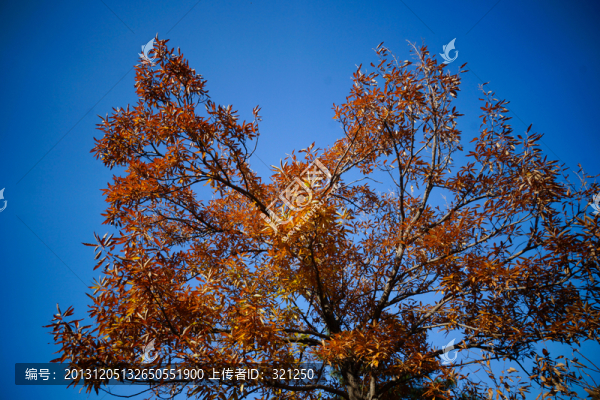紅葉