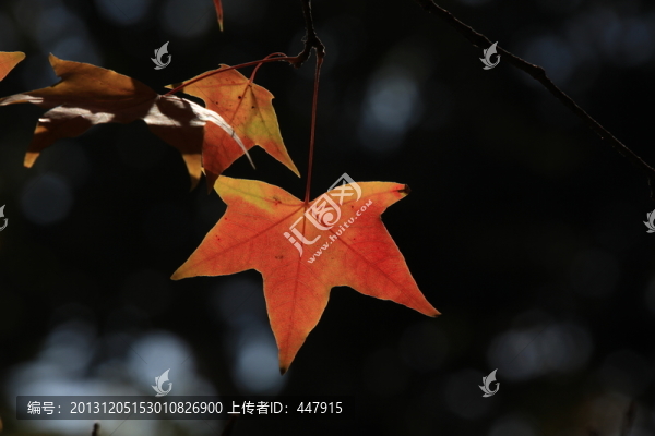 紅楓葉,楓樹,秋天