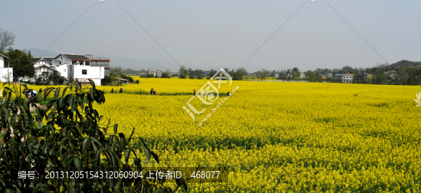 新農(nóng)村的春天