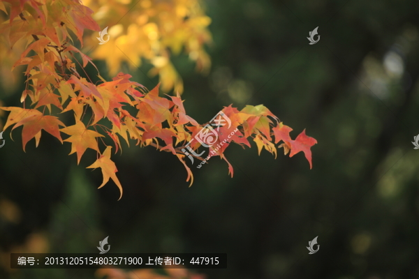 楓樹,楓葉,秋天