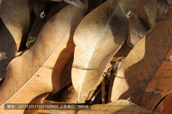 落葉