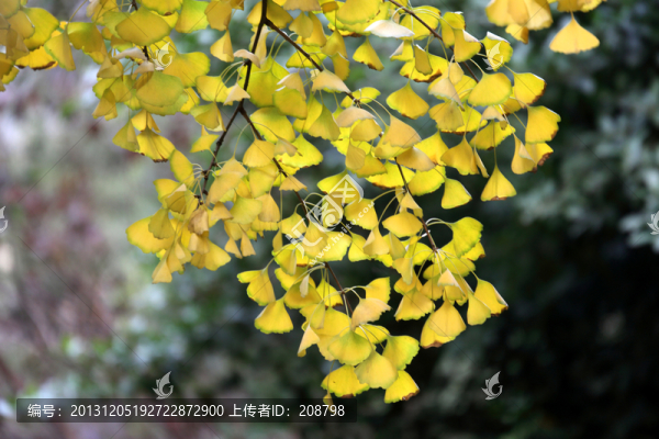 銀杏