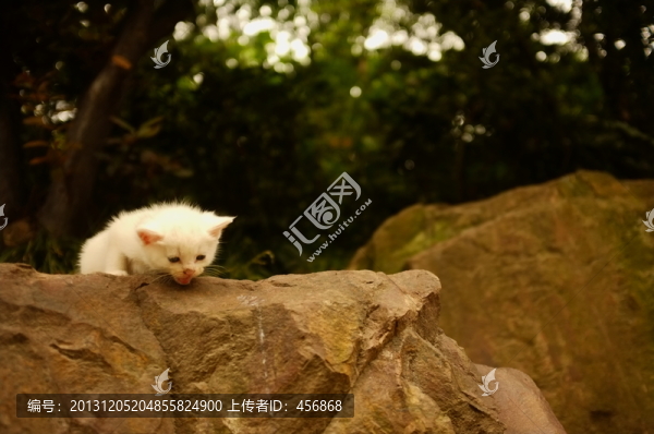 小貓