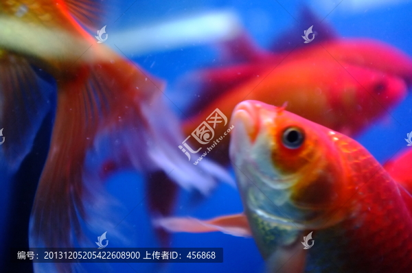 觀賞魚