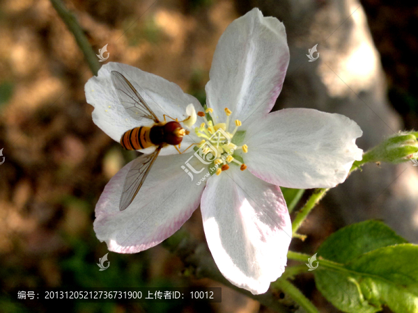 蜜蜂