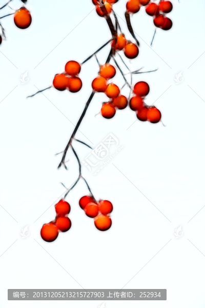 柿子紅了