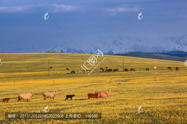 春光照天山