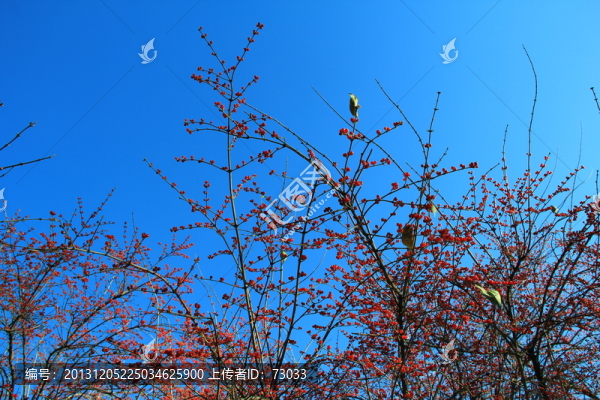 野果,,果子,,果實