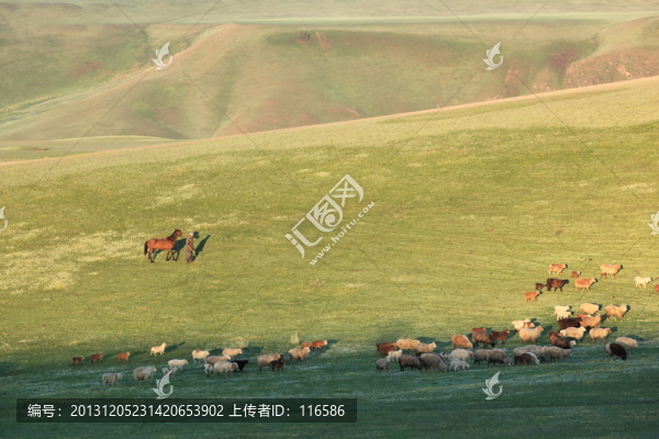 放牧伊犁