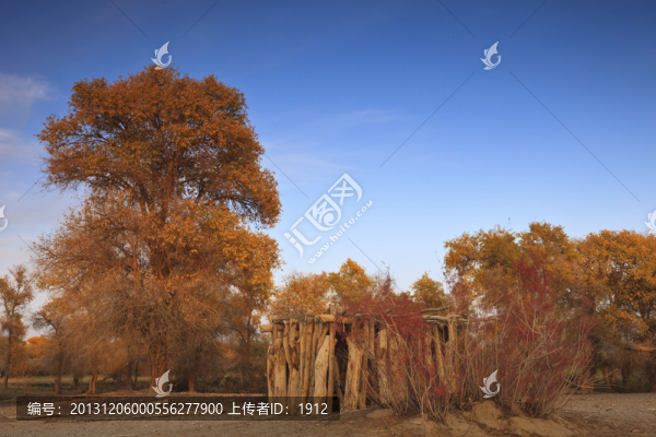 沙漠胡楊