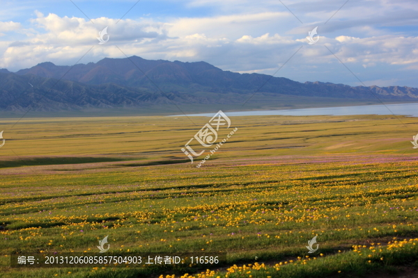 花海
