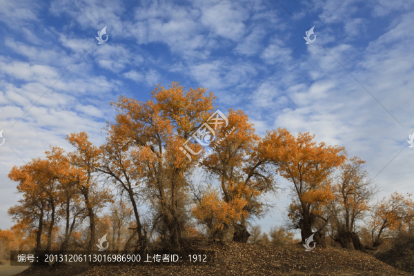 沙漠胡楊