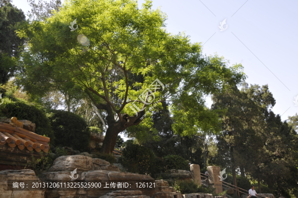 景山公園歪脖樹