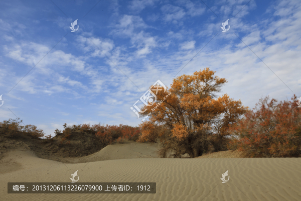 沙漠胡楊