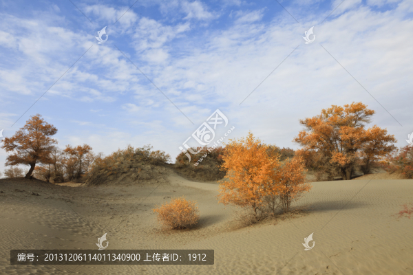 沙漠胡楊