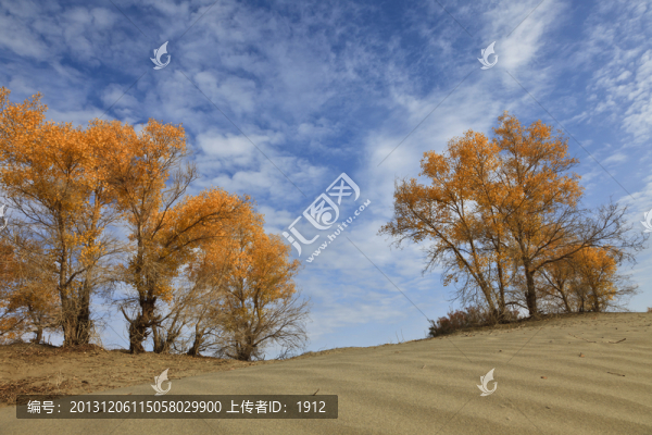 沙漠胡楊