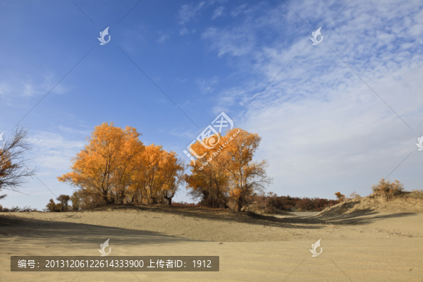 沙漠胡楊