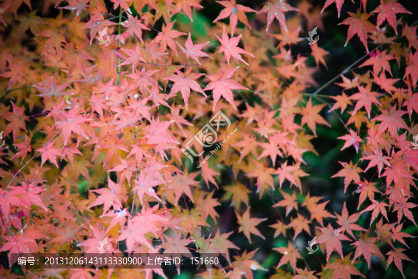 紅葉