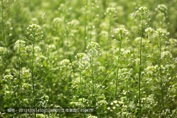 薺菜花