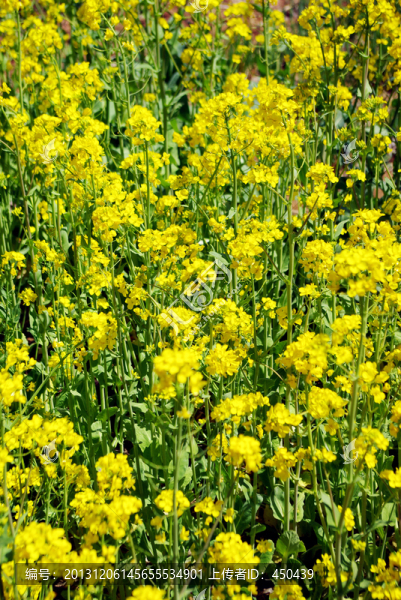 油菜花