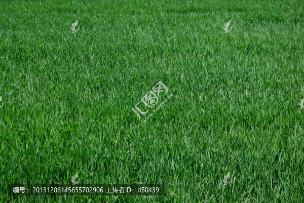 麥田-匯圖網(wǎng) www.fosd68.com 麥田