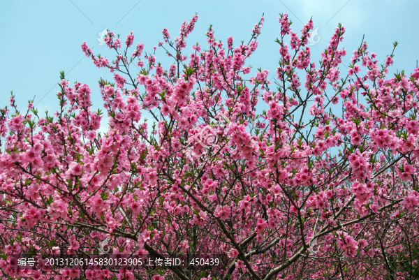 桃花