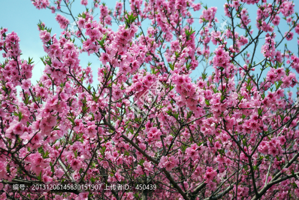 桃花