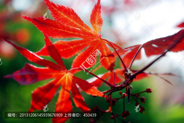 紅葉