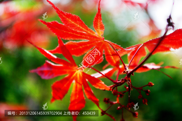 紅葉