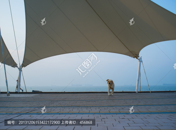 溜狗