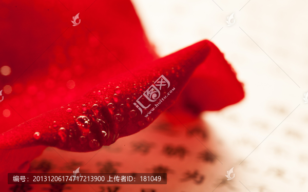 玫瑰