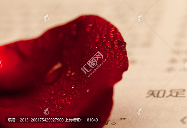 玫瑰