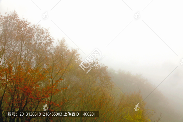 濃霧中的山坡樹林